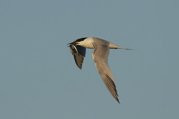 Sandwich tern (Thalasseus sandvicensis)