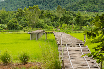 Fototapeta premium the wood bridge in the rice field with fog
