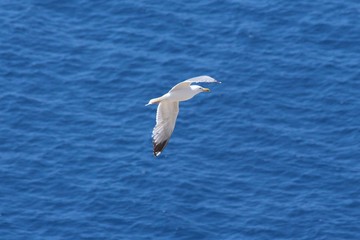 gull flying
