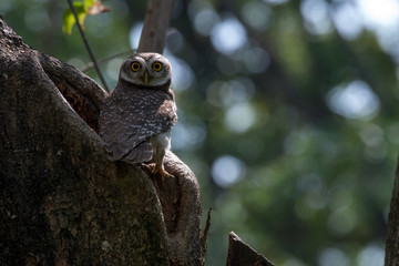 Spotted owlet is a small owl