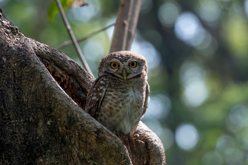 Spotted owlet is a small owl