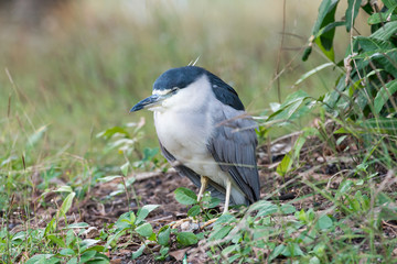 Black-crowned Night Heron or Black-capped Night Heron