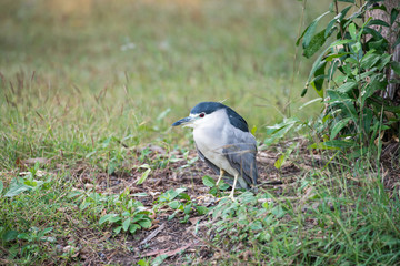 Black-crowned Night Heron or Black-capped Night Heron