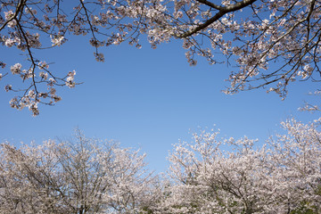 青空の下のソメイヨシノの花の並木