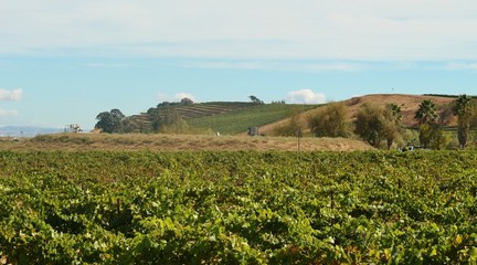Fototapeta na wymiar Wine vineyards in the Napa Valley area of California
