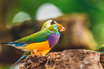 The Lady Gouldian finch, Erythrura gouldiae, close up