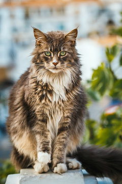 Portrait of Adorable Maine Coon Cat sitting on a stone pedestal