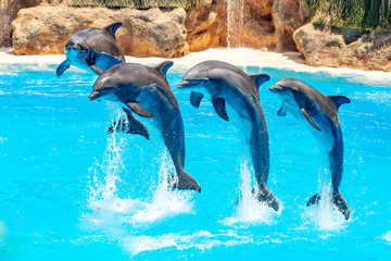 Beautiful dolphin swimming. Dolphin jumping above blue water in the Ocean