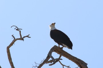 fish eagle in Africa
