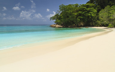 Sandy Beach With Tree In The Blue Ocean On Island.