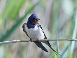 Barn swallow (Hirundo rustica)