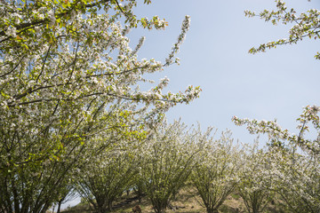 青空の下のホンカイドウの花
