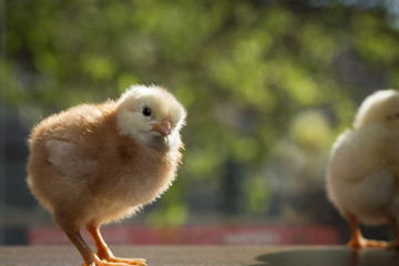 Brown chicken on a green background closeup
