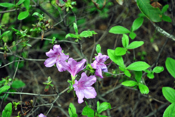 Purple rhododendron flowers, top view, soft green blurry leaves and gray twigs background