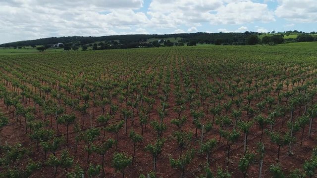 Olive tree in field summer in sunny Italy Drone 4k
