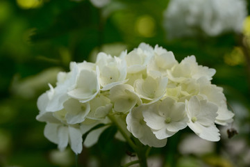 紫陽花　お寺の紫陽花を見に行きました。