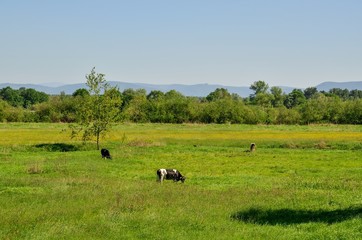 Fototapeta na wymiar Beautiful rural landscape. Cows grazing on a green meadow.