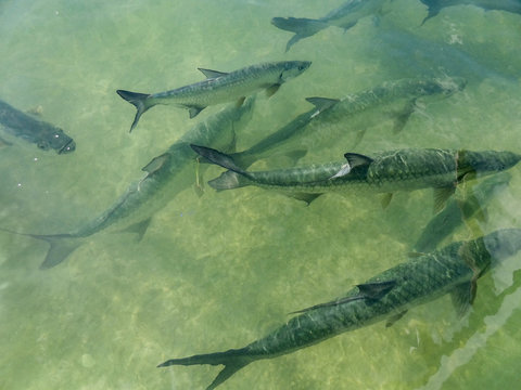 swimming tarpons