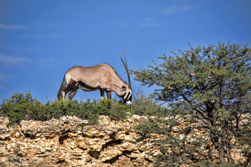 Gemsbok, Oryx gazella gazella, standing on the horizon, Kalahari South Africa