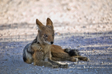 Black-backed jackal, Canis mesomelas, in the gemsbok national park,  Kalahari South Africa