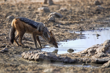 Black-backed jackal, Canis mesomelas, at waterhole, gemsbok national park, Kalahari South Africa