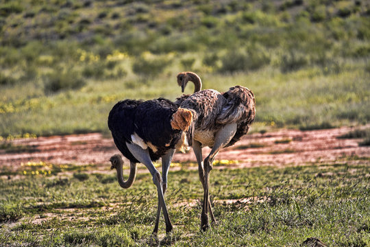 Pair Ostrich, Struthio camelus, Kalahari, South Africa
