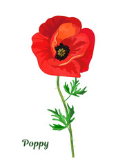 Red poppy with leaves