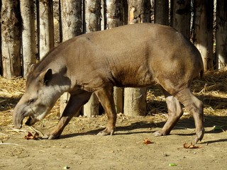 tapir