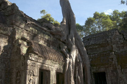 Siem reap Cambodia,  Ta Prohm a 12th century temple in the Banyon style encased in tree roots