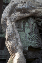 Siem reap Cambodia,  Ta Prohm a 12th century temple carvings with Spung tree roots