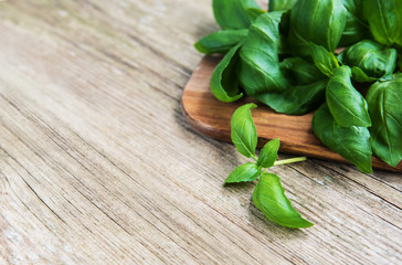 Fresh green basil