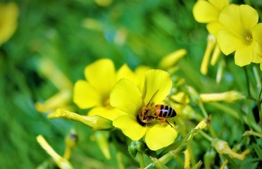 bee in flower