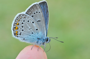 Common blue butterfly on finger. Polyommatus amandus on man finger.