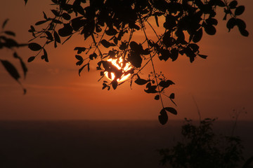 Siem Reap Cambodia,  Orange sunset of the plain from Bakheng Wat with silhouette of tree  leaves in foreground