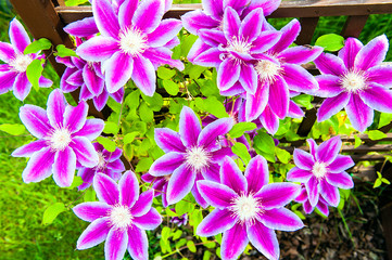 pink clematis flowers