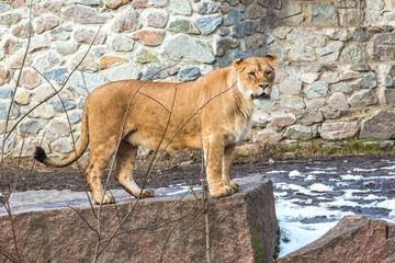 Lioness stands on a beautiful stone on a winter day.