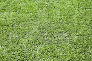 grass or lawn horizontal background with copy space