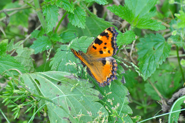 The large tortoiseshell or blackleg tortoiseshell butterfly(Nymphalis polychloros). Beautiful large butterfly