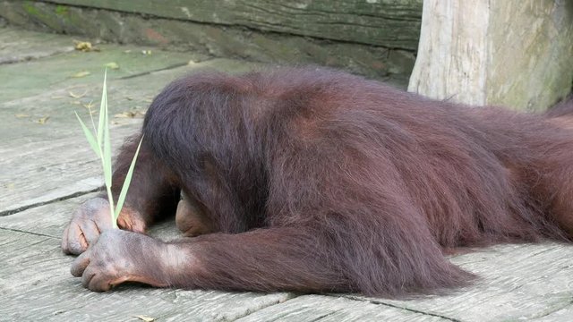 Close up orangutan 