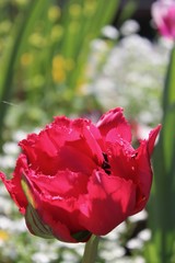Tulpenpink