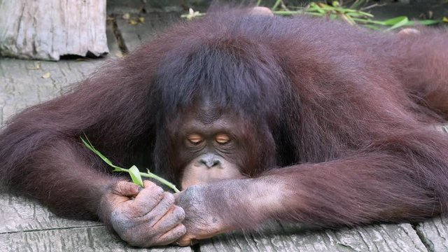 Close up orangutan 