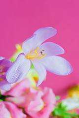 Fototapeta na wymiar Purple macro flower