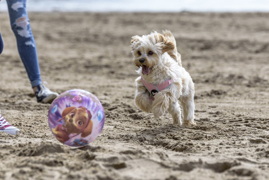 Cute, fluffy puppy, playing with a ball on the beach in the summer.  The breed is a Cavapoochon, a very popular, small, hypoallergenic breed