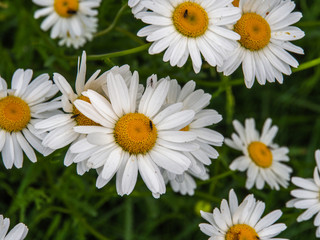 White chamomile in the garden. Matricaria.