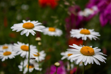 White chamomile in the garden. Matricaria.