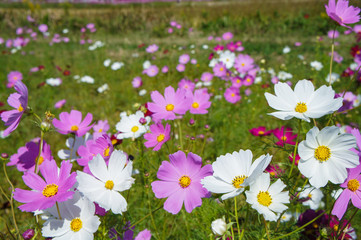 Naklejka premium 藤原宮跡コスモス畑（奈良、日本）