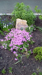 декоративные розовые цветы на клумбе