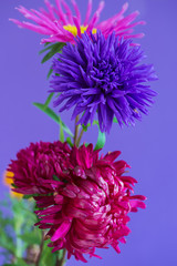 Close-up image of the Aster flowers on purple background.