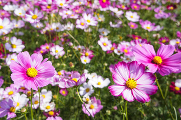 藤原宮跡コスモス畑（奈良、日本）