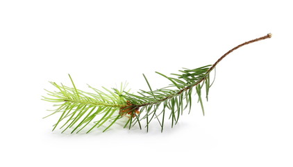 Pine branch, decoration isolated on white background